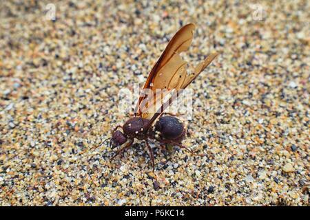 Winged männlichen Drone Blattschneiderameisen, Makro Nahaufnahme, sterben am Strand nach der Paarung Flug mit Königin in Puerto Vallarta, Mexiko. Wissenschaftlicher Name Atta Stockfoto