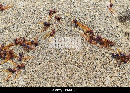 Winged männlichen Drone Blattschneiderameisen, Makro Nahaufnahme, sterben am Strand nach der Paarung Flug mit Königin in Puerto Vallarta, Mexiko. Wissenschaftlicher Name Atta Stockfoto