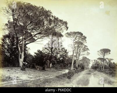 Rávena, (Contornni) Pineta di S. Vitale presso La Casa Nuova. Stockfoto