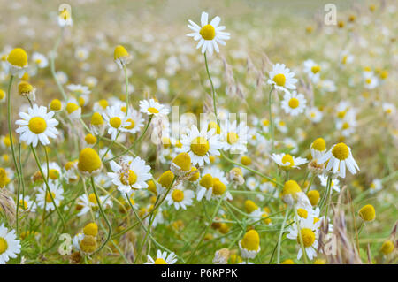 Weiß und Gelb Kamille Gänseblümchen in der Wiese. Floral background. Das Thema Muttertag. Wilde Kamille Blumen auf einem Feld. Flache Tiefenschärfe Stockfoto