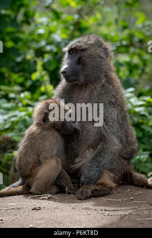 Olive baboon Mutter Säugling an der Wand Stockfoto