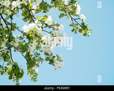 Bei Zweigstellen von Apfelbäumen mit weißen Blüten auf blauem Himmel Hintergrund Hintergrund. Stockfoto