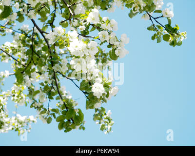 Bei Zweigstellen von Apfelbäumen mit weißen Blüten auf blauem Himmel Hintergrund Hintergrund. Stockfoto