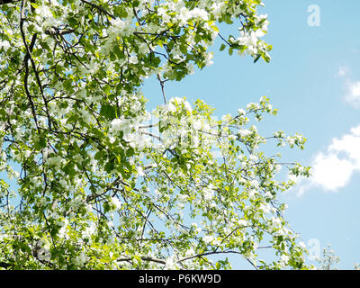 Bei Zweigstellen von Apfelbäumen mit weißen Blüten auf blauem Himmel Hintergrund Hintergrund. Stockfoto