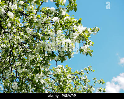 Bei Zweigstellen von Apfelbäumen mit weißen Blüten auf blauem Himmel Hintergrund Hintergrund. Stockfoto