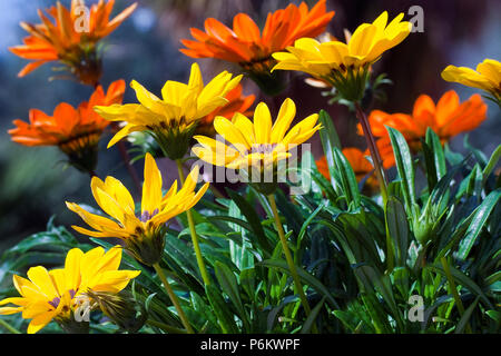 Gelb und Orange Gazania Blumen in der Wiese Stockfoto