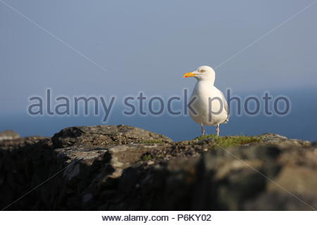 Eine Möwe sitzt auf der Mauer als geht die Sonne unter am Slea Head Stockfoto