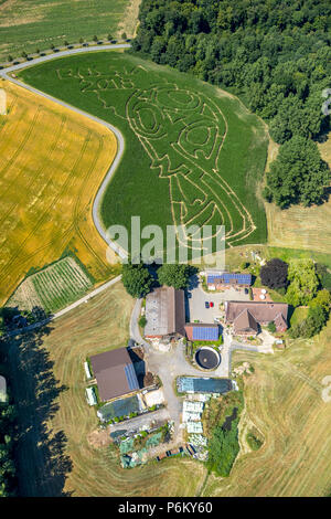 Mais Labyrinth mit Russischen Fußball-Emblem in Cappenberg, Bauernhof Lünemann, Selm, Ruhr, Nordrhein-Westfalen, Deutschland, DEU, Europa, Luftaufnahme, Vögel - Augen vi. Stockfoto