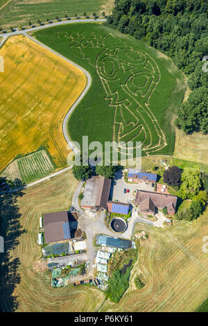 Mais Labyrinth mit Russischen Fußball-Emblem in Cappenberg, Bauernhof Lünemann, Selm, Ruhr, Nordrhein-Westfalen, Deutschland, DEU, Europa, Luftaufnahme, Vögel - Augen vi. Stockfoto