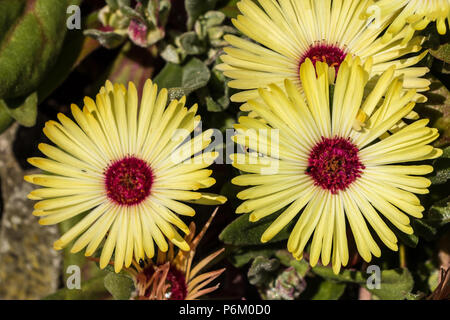 Eine Gruppe von blass gelbe Mittagsblume (Livingstone Daisy) Blumen closeup im Sonnenschein Stockfoto