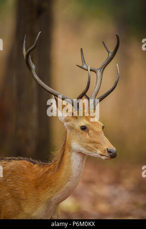 Barasingha, ein Reh aus dem Wald von zentralen Indien Stockfoto