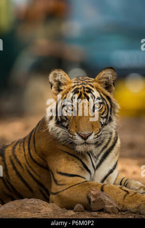 Ein Tiger Cub ruht auf Dschungel Stockfoto