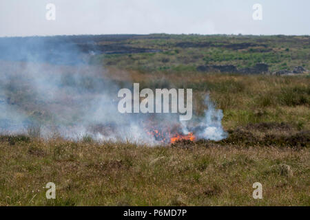 Lancashire, UK. 1. Juli 2018 - Die wachsende moorland Feuer auf Winter Hill und Rivington Pike, die eine Anzahl von Tagen gestartet. Feuer Besatzungen aus über Großbritannien haben im Winter Hill konvergierten die Flamme, die Meter pro Stunde wachsen zu steuern. Lancashire Feuer und Rettung und Lancashire Polizei führen die Antwort auf die 'Major Incident'. Credit: Benjamin Wareing/Alamy leben Nachrichten Stockfoto