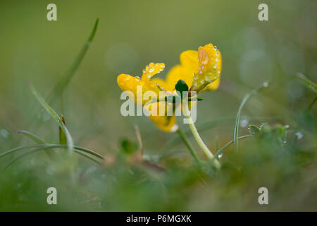 Vögel Foot Trefoil in Tau; Lotus corniculatus Blüte Scilly-inseln, Großbritannien Stockfoto