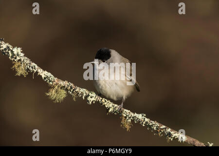 Mönchsgrasmücke; Sylvia atricapilla Einzelne männliche Cornwall, UK Stockfoto