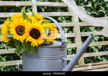 Vintage metall Gießkanne mit Blumenstrauß aus Sonnenblumen. Stockfoto