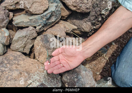 Kleine Eidechse ist das Essen aus der Hand des Mannes. Natursteine im Hintergrund. Freundlicher Umgang mit Wildtieren und ökologische Konzepte. Bild Stockfoto