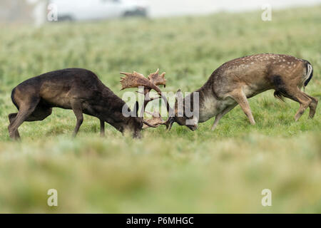 Damwild; Dama Dama Zwei; Bucks Brunft; London, Großbritannien Stockfoto