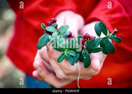 Preiselbeeren Zweige mit Beeren und Blätter in die Frau die Hände. Close-up. Stockfoto