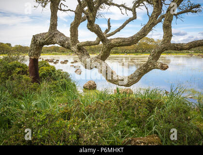 Korkeiche (Quercus suber) auf dem basaltplateau der Giara di Gesturi in Sardinien, Italien Stockfoto