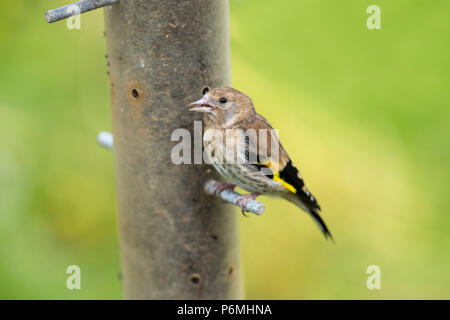 Goldfinch; Carduelis carduelis einzelne Junge an Cornwall, UK Stockfoto