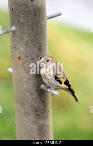 Goldfinch; Carduelis carduelis einzelne Junge an Cornwall, UK Stockfoto