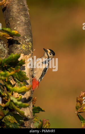 Buntspecht, Dendrocopos major Einzelnen Weiblichen auf Baum Cornwall, UK Stockfoto