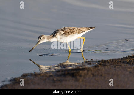 Greenshank; Tringa nebularia Single waten Scilly-inseln, Großbritannien Stockfoto