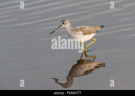 Greenshank; Tringa nebularia Single waten Scilly-inseln, Großbritannien Stockfoto