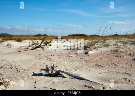 Treibholz am Strand, Amelia Island, Florida Stockfoto