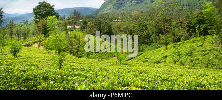 Teeplantagen in den malerischen Bergen und schönen Himmel. Stockfoto