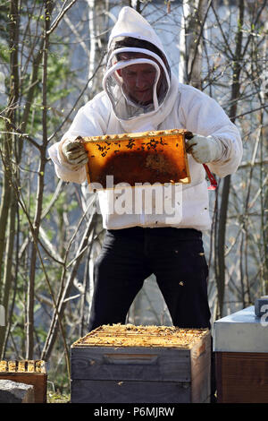 Berlin, Deutschland - imker steuert eine wabe von seinem bienenvolk Stockfoto