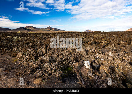 Die große Leere und Einsamkeit eines Lanzarote schwarzen vulkanischen Wüste und einen Bock Schädel in der vorderen mit ausdrucksstarken helle Frühling Himmel mit weißen Wolken. Stockfoto