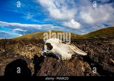 Die große Leere und Einsamkeit eines Lanzarote schwarzen vulkanischen Wüste und einen Bock Schädel in der vorderen mit ausdrucksstarken helle Frühling Himmel mit weißen Wolken. Grüne Hügel im Hintergrund Stockfoto