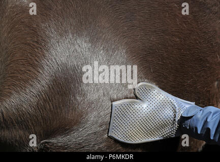 Melbeck, Detail, Fell eines Pferdes ist gepflegt mit einem pflegehandschuh aus Gummi Stockfoto