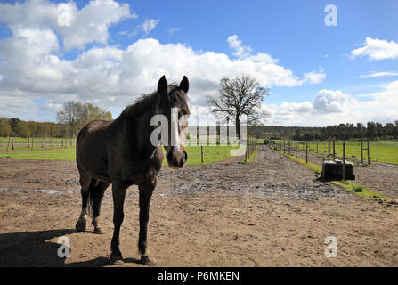 Melbeck, Pferd steht auf einem paddock Trail Stockfoto