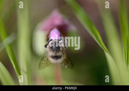 Hoppegarten, Deutschland - wilde Biene sammelt Nektar aus einer Lila Blume Stockfoto