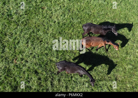 Die verzierte Graditz, Vogelperspektive, Pferde auf der Weide Stockfoto