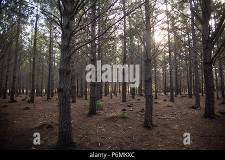 Sun durch die Bäume von einem Pinienwald Licht Stockfoto
