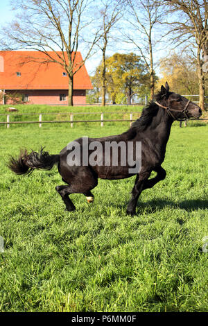 Die verzierte Graditz, Percheron stolpert im Galopp auf einer Weide Stockfoto