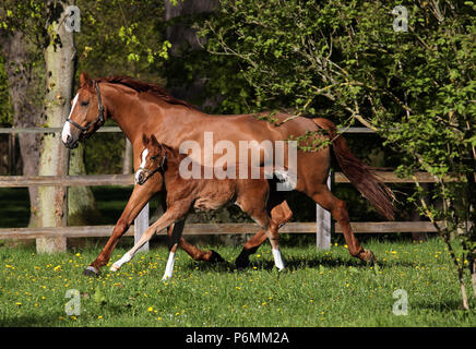 Studierte Graditz, Stute und Fohlen in Bewegung auf einem paddock Stockfoto