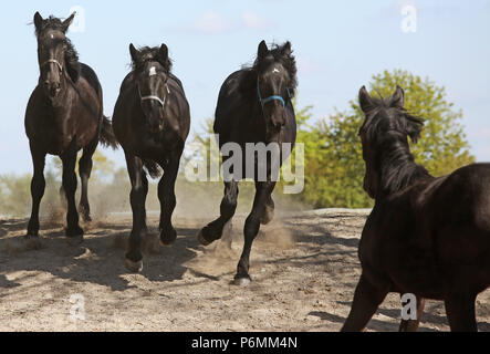 Deutete Graditz, Percherons Trab über einen Damm auf einem paddock Stockfoto