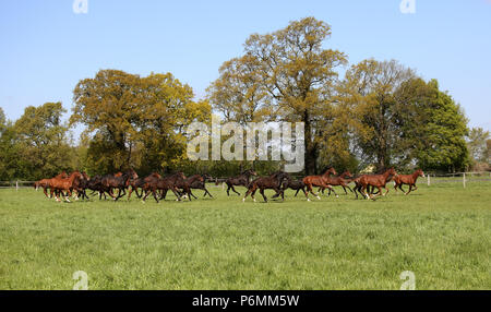 Die verzierte Graditz, galoppierende Pferde auf der Weide Stockfoto