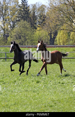 Die verzierte Graditz, galoppierende Pferde auf der Weide Stockfoto