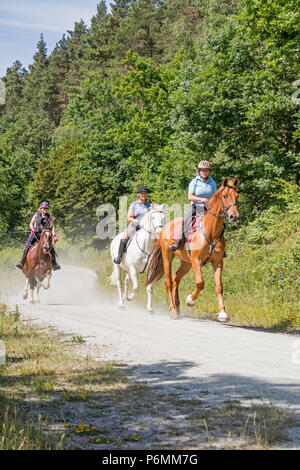 Reiter auf einem Forstweg, Wyre Forest, England, Großbritannien Stockfoto