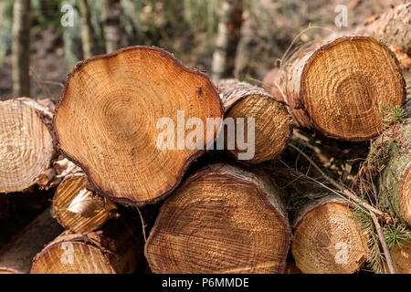 Ein Haufen von gefällten Baumstämme im Wald mit Bäumen im Hintergrund. Stockfoto