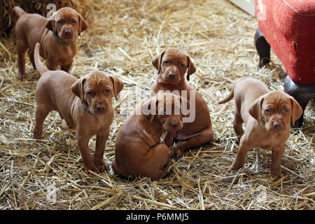 Neuenhagen, Deutschland, Magyar Vizsla Hund Welpen Stockfoto