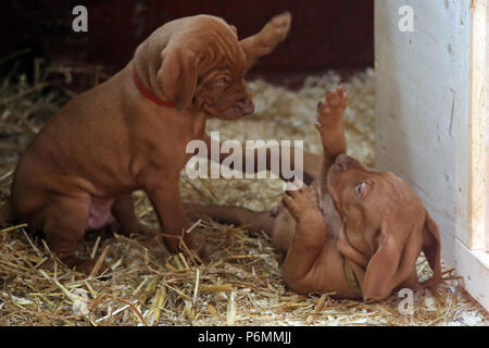 Neuenhagen, Deutschland, Magyar Vizsla Hund Welpen spielen zusammen Stockfoto