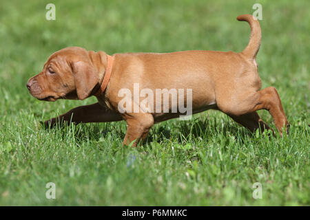 Neuenhagen, Deutschland, Magyar Vizsla Hund Welpen unterwegs Stockfoto