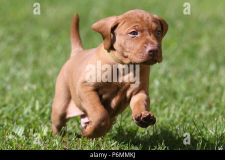 Neuenhagen, Deutschland, Magyar Vizsla Hund Welpen unterwegs Stockfoto